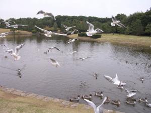 稲毛海浜公園の写真