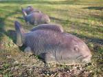 関宿にこにこ水辺公園の写真のサムネイル写真10