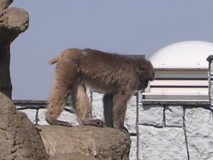 市川動植物園（動物園）の写真3