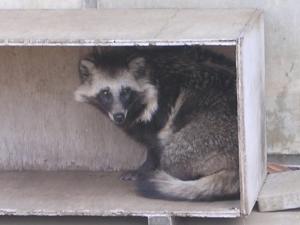 市川動植物園（動物園）の写真4