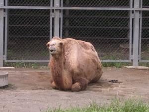 千葉市動物園の写真3