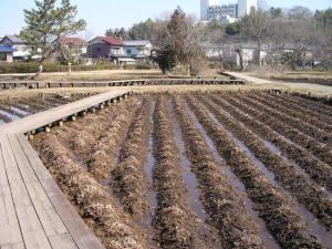 佐倉城址公園の写真19