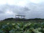 手賀沼のハス群生地の写真のサムネイル写真2