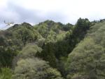 清和県民の森の写真のサムネイル写真7