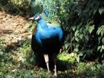 館山野鳥の森の写真のサムネイル写真4