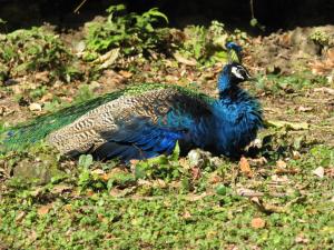 館山野鳥の森の写真5