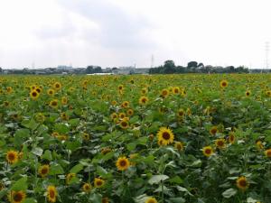 ひまわりの里（野田市）の写真