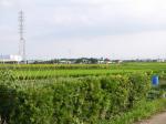 ひまわりの里（野田市）の写真のサムネイル写真8