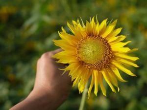 ひまわりの里（野田市）の写真18