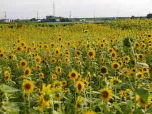 ひまわりの里（野田市）の写真19