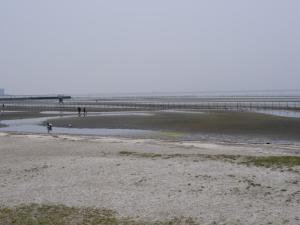 【潮干狩り】ふなばし三番瀬海浜公園で潮干狩り！の写真6