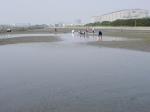 【潮干狩り】ふなばし三番瀬海浜公園で潮干狩り！の写真のサムネイル写真16