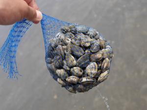 【潮干狩り】ふなばし三番瀬海浜公園で潮干狩り！の写真25