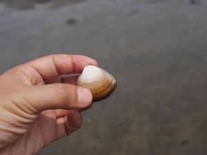 【潮干狩り】ふなばし三番瀬海浜公園で潮干狩り！の写真31