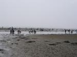 【潮干狩り】ふなばし三番瀬海浜公園で潮干狩り！の写真のサムネイル写真32