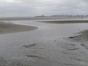 【干潟で遊ぶ】ふなばし三番瀬海浜公園の干潟で生き物さがし！。の写真2