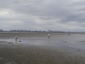 【干潟で遊ぶ】ふなばし三番瀬海浜公園の干潟で生き物さがし！。の写真4