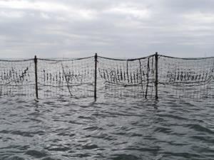 【干潟で遊ぶ】ふなばし三番瀬海浜公園の干潟で生き物さがし！。の写真8