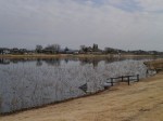 つつじが岡公園の写真のサムネイル写真11
