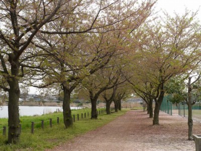 近藤沼公園の写真5