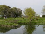 多々良沼公園の写真のサムネイル写真10