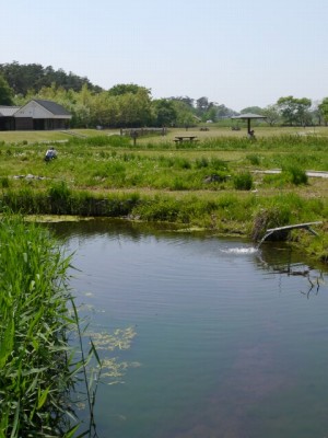 多々良沼公園の写真15