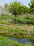 多々良沼公園の写真のサムネイル写真19