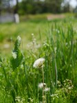 多々良沼公園の写真のサムネイル写真20