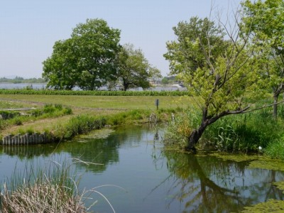 多々良沼公園の写真23