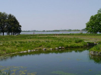 多々良沼公園の写真24