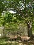 多々良沼公園の写真のサムネイル写真31