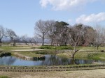 多々良沼公園の写真のサムネイル写真48