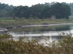 多々良沼公園の写真のサムネイル写真79