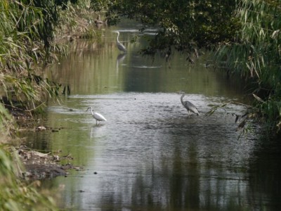 多々良沼公園の写真85