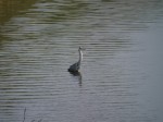 多々良沼公園の写真のサムネイル写真88