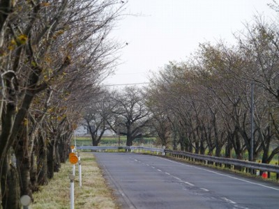 多々良沼公園の写真6