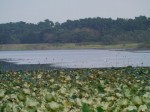 多々良沼公園の写真のサムネイル写真93