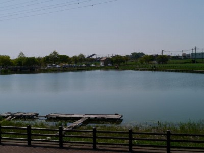 ガバ沼の白鳥飛来地（多々良沼）の写真2