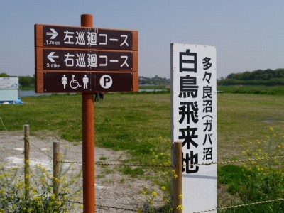 ガバ沼の白鳥飛来地（多々良沼）の写真5