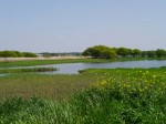 ガバ沼の白鳥飛来地（多々良沼）の写真のサムネイル写真6