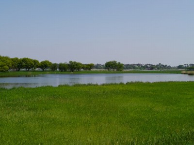 ガバ沼の白鳥飛来地（多々良沼）の写真8