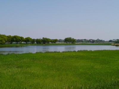 ガバ沼の白鳥飛来地（多々良沼）の写真8