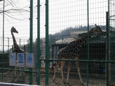 桐生が岡動物園の写真11