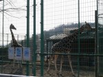 桐生が岡動物園の写真のサムネイル写真11
