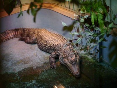 桐生が岡動物園の写真15