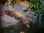 桐生が岡動物園の写真のサムネイル写真15