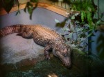 桐生が岡動物園の写真のサムネイル写真15