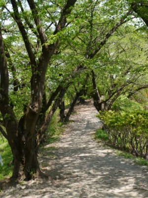 桜山公園の写真37