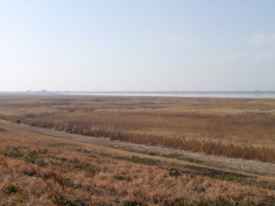 谷中湖（渡良瀬遊水地）の写真7