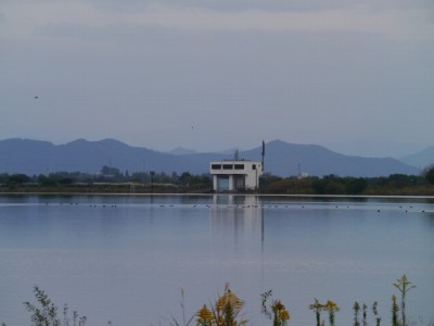 谷中湖（渡良瀬遊水地）の写真33